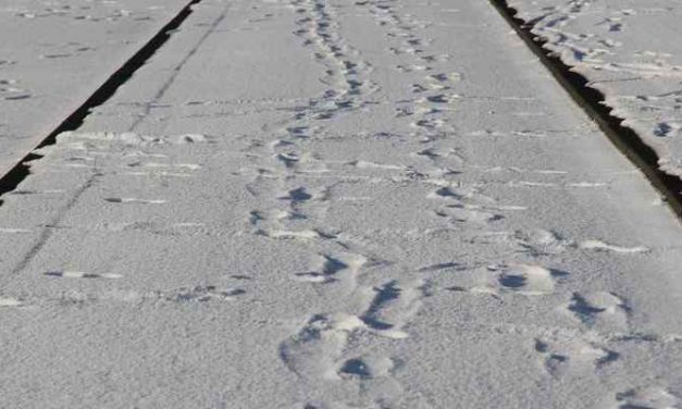 Volkskrant: “Veldwerkers nemen poolshoogte in het koude Rotterdam. Bekommert de politiek zich wel om de allerarmsten?”