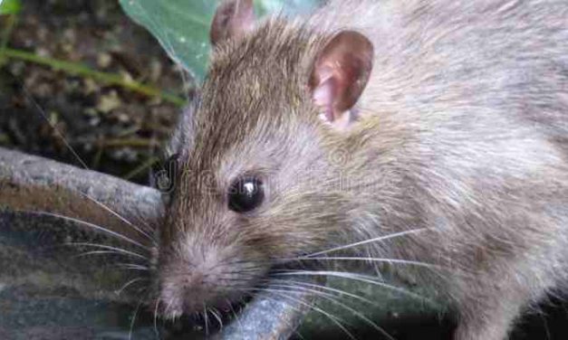 Opinie: ‘Ons gezamenlijke idee over verslaving klopt niet’