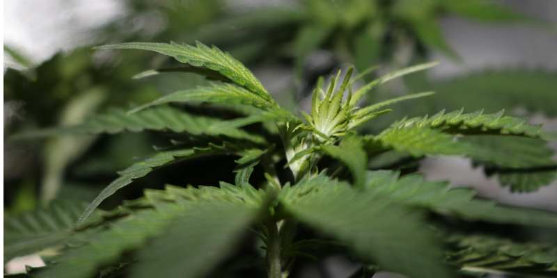 Patiënt Jean-Paul (MS) uit huis gezet door gemeente ivm medicinaal gebruik cannabis?