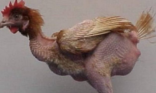 WRR: laat verkleinen gezondheidsverschillen hoger- en lageropgeleiden los