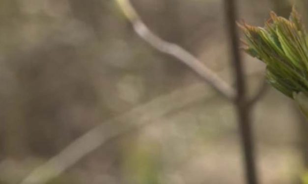 De ‘nieuwe’ dakloze in Nederland