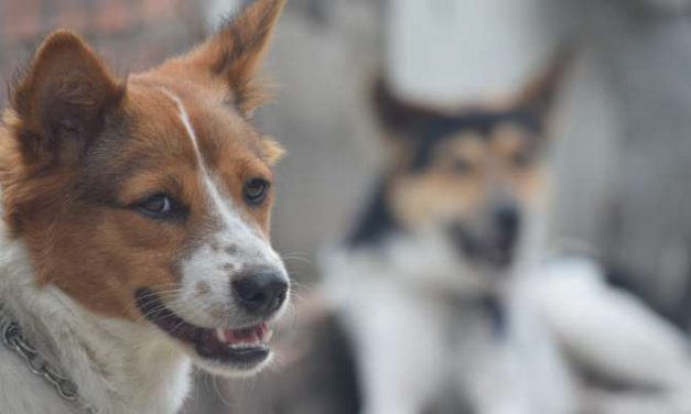 Strenge vorst? Hond van dakloze opgehaald en naar asiel gebracht