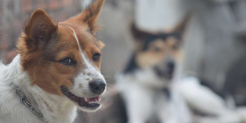 Strenge vorst? Hond van dakloze opgehaald en naar asiel gebracht