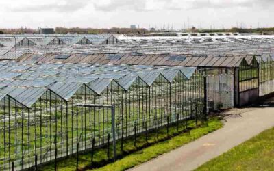 Den Haag wil dat arbeidsmigranten in Westland gaan wonen