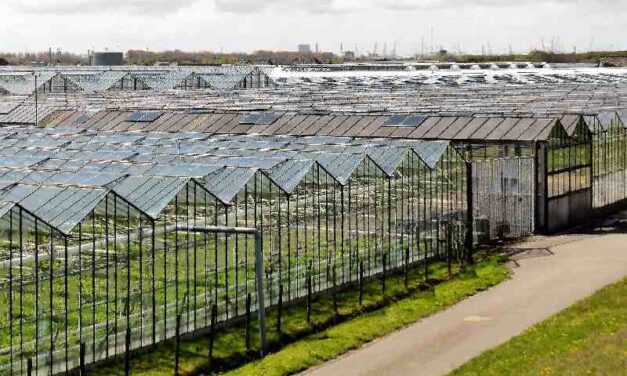 Gemeenten hebben geen idee waar arbeidsmigranten wonen en werken: ‘Problemen blijven onder de radar’