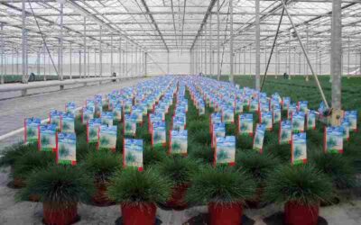 Burgemeester Arends over huisvesting arbeidsmigranten: ‘Het bouwen had sneller gekund’