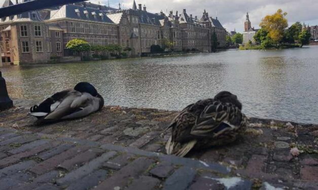 Naast asiel ook arbeidsmigratie groot verkiezingsthema, wat moet er gebeuren?