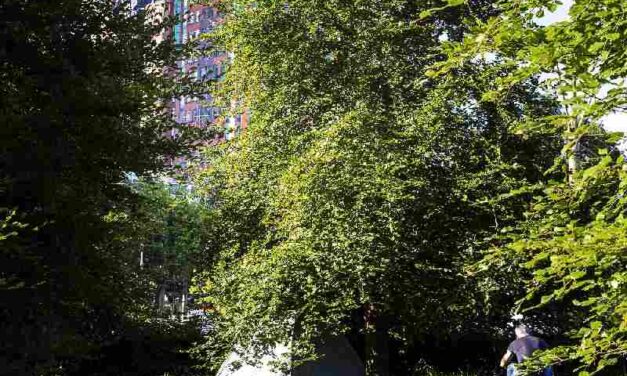 Hoe je als dakloze arbeidsmigrant moet strijden om hulp te krijgen