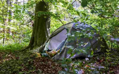 Einde Permanente Winteropvang: terug naar het bos…