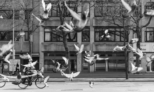 Stilstaan bij vier levens die te vroeg eindigden