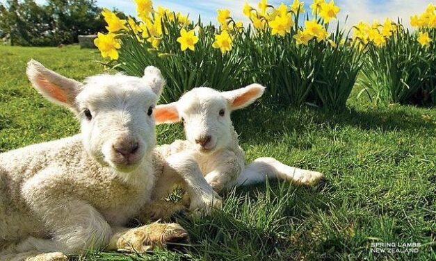 Nieuwsbrief Straat Consulaat april 2024